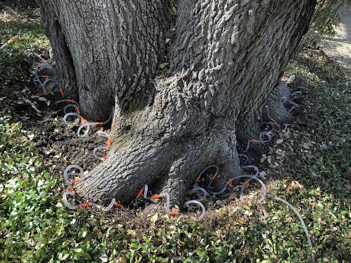 Detailed Tree Cabling and Bracing job site in Steinhatchee